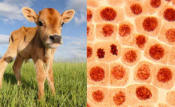 Modern Meadow Raises $10 Million from Horizons Ventures in Order to 3D Print Meat and Leather