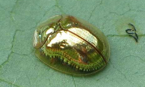 A Shiny Gold Bug Inspires MIT Researchers to 3D Print a Multimaterial Electronic Device