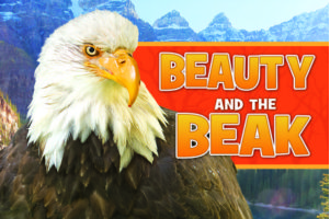 Beauty and the Beak: Nonfiction Children's Book Tells the Story of First Bald Eagle to Receive a 3D Printed Prosthetic Beak