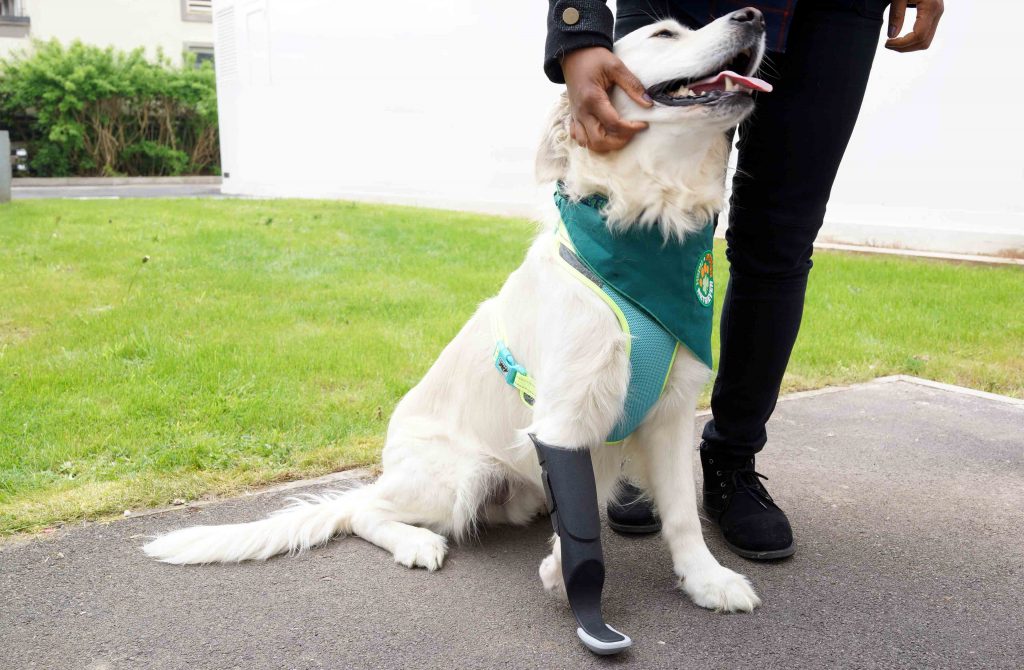 3D Printing Helps Lucky Dog Walk on All Four Legs