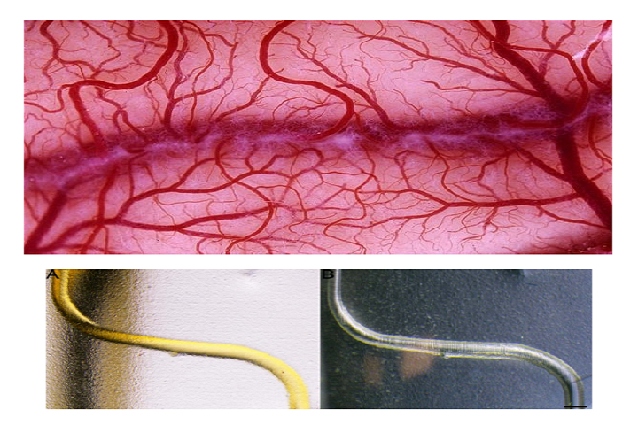 Researchers 3D Print Microfluidic Blood Vessel Model to Study Disease-Causing Blood Clots