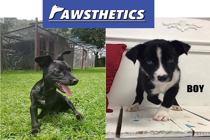 Nonprofit Pawsthetics Launches GoFundMe Campaign to Raise Funds for 3D Printed Animal Prosthetics