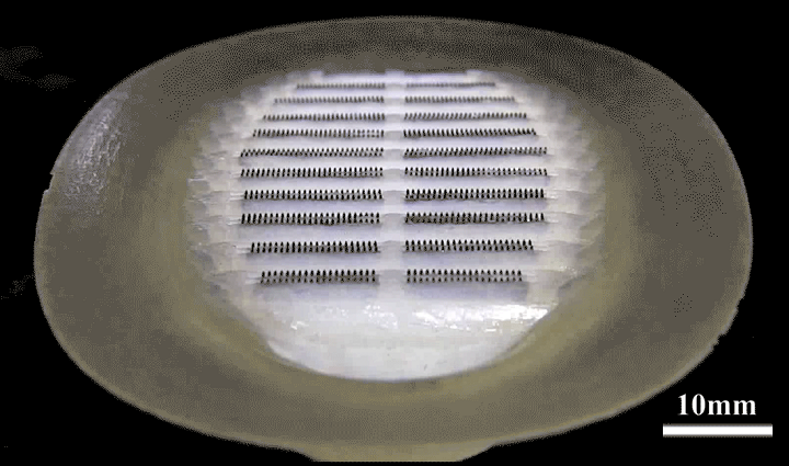 3D Printed Robot Prototype Inspired by Hitchhiker Fish Can Cling to Underwater Surfaces
