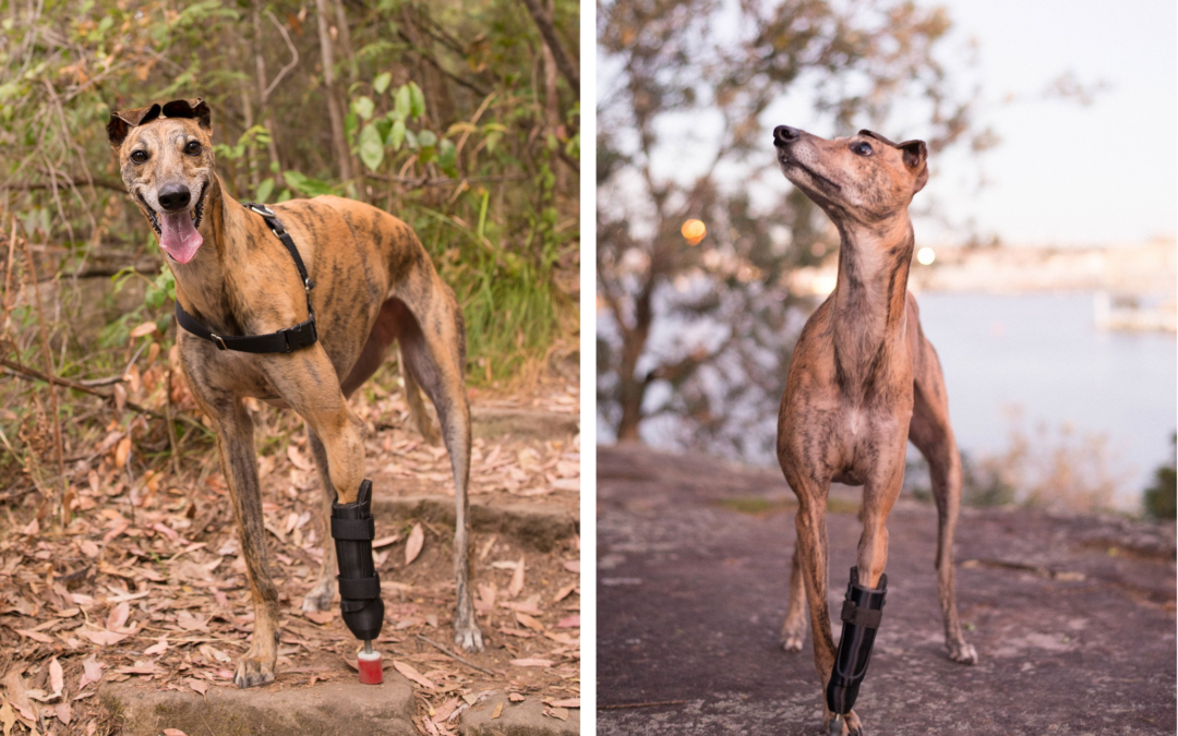 Australia's First 3D Printed Paw Helps Millie the Greyhound Run Again