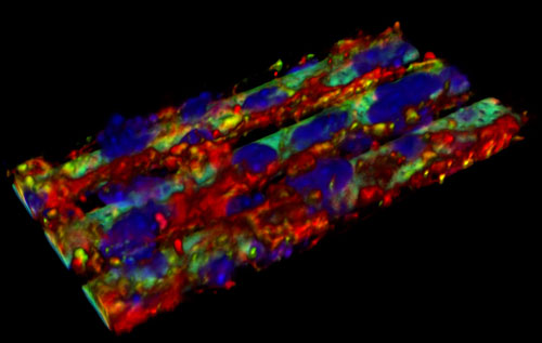 3D Printed Biomimetic Blood Brain Barrier Eliminates Need for Animal Testing