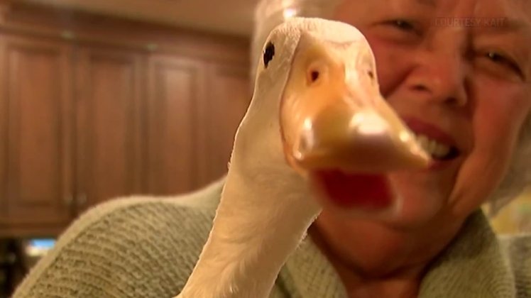 Peg is One Lucky Duck, Receiving a 3D Printed Foot from Arkansas High School Students
