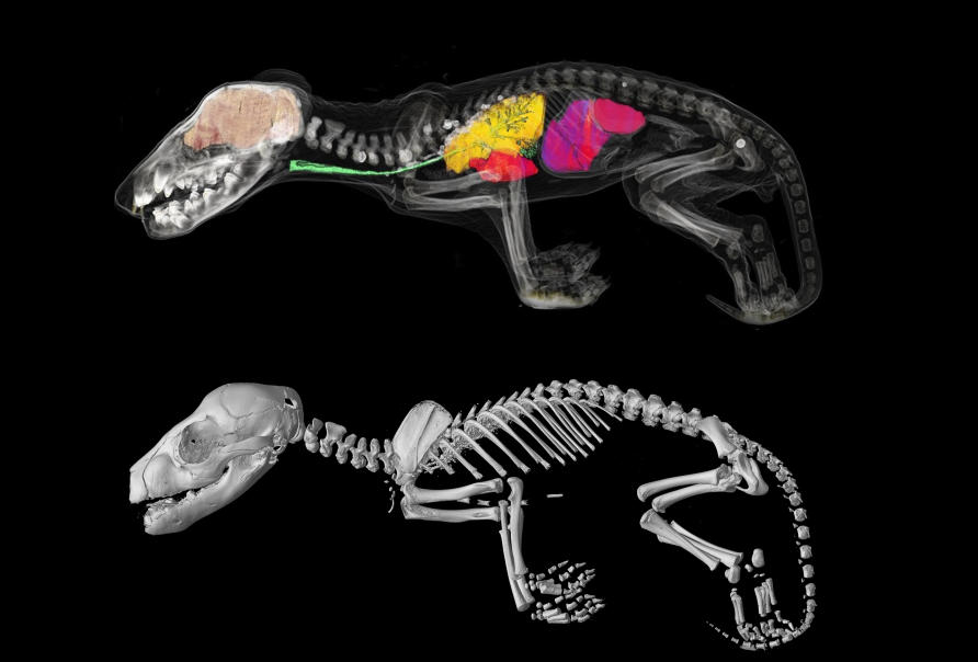 Using 3D Technologies to Examine Rare Specimens of the Extinct Tasmanian Tiger